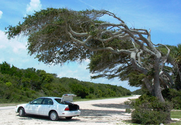 parked car under leaning tree