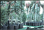 trees in containers