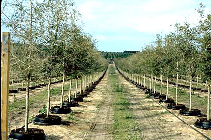 quality container trees