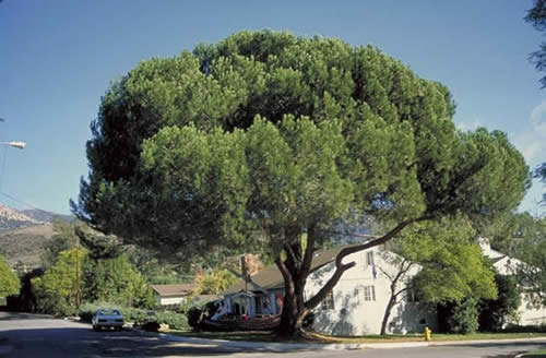 Italian Stone Pine Tree Selection Landscape Plants Edward F 