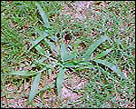 Crabgrass