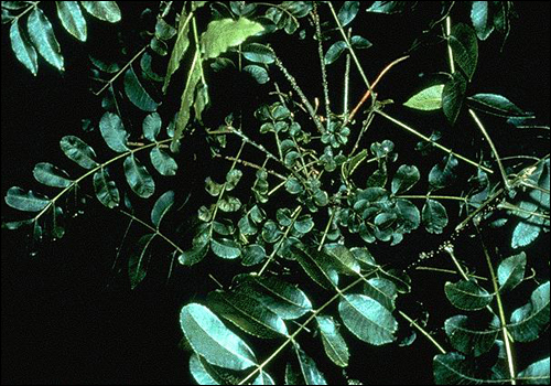 Manganese Deficiency in Pecan (Carya illinoiensis)