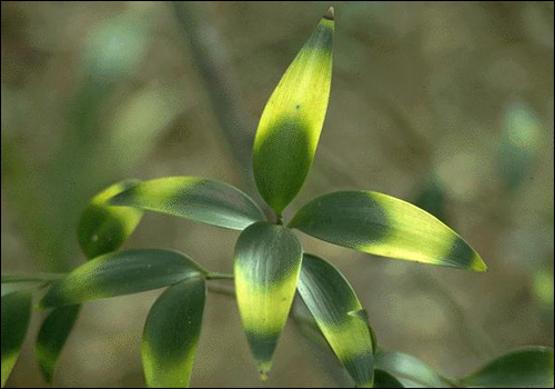 Magnesium Deficiency in Nagi Podocarpus (Podocarpus nagi)