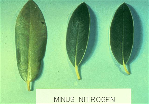 Nitrogen Deficiency in Azalea (Rhododendron sp.)