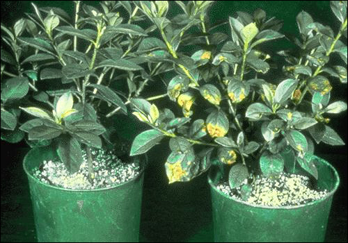 Potassium Deficiency in Azalea (Rhododendron sp.)