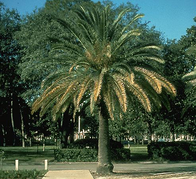 Magnesium Deficiency in Canary Island Date Palm (Phoenix canariensis)