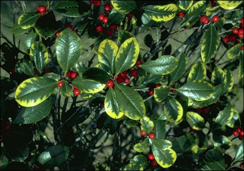 Magnesium Deficiency in East Palatka Holly (Ilex x attenuata 'East Palatka')