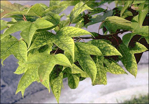 Iron Deficiency in Formosan Sweetgum (Liquidambar formosana)