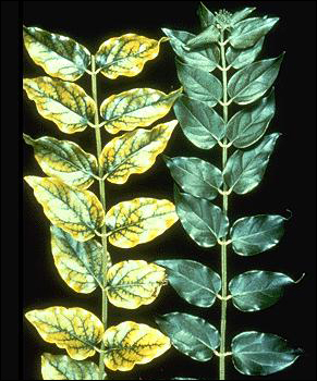 Manganese Deficiency in Jasmine (Jasminum sp.)