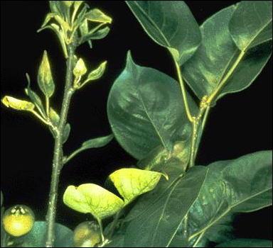 Zinc Deficiency in Pear (Pyrus sp.)