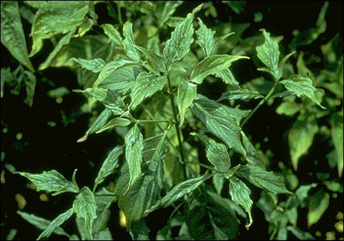 Zinc Deficiency in Dogwood (Cornus florida)