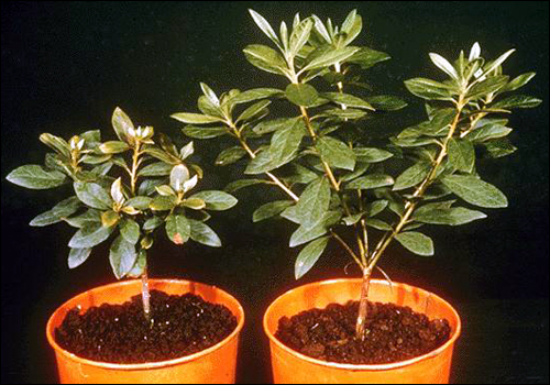 Copper Deficiency in Azalea (Rhododendron sp.)