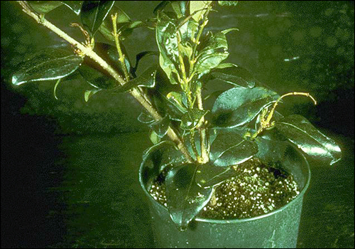 Copper Deficiency in Japanese Ligustrum (Ligustrum japonicum)