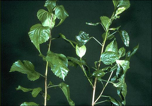 Molybdenum Deficiency in Hibiscus (Hibiscus rosa-sinensis)