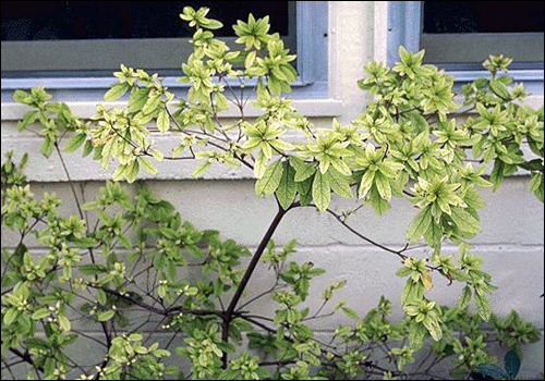 Iron Deficiency in Azalea (Rhododendron sp.)
