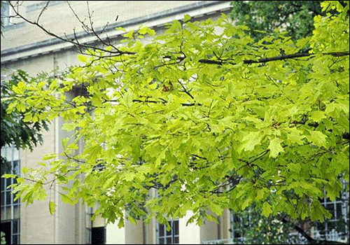 Iron Deficiency in Pin Oak (Quercus palustris)