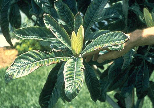 Zinc Deficiency in Loquat (Eriobotrya japonica)