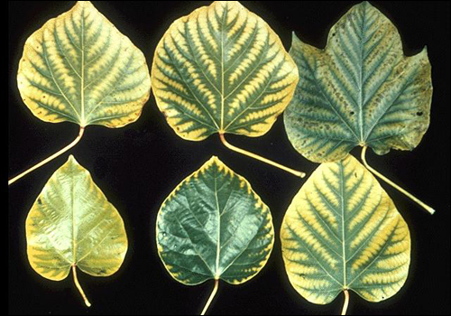 Manganese Deficiency in Tung-Oil Tree (Aleurites fordii)
