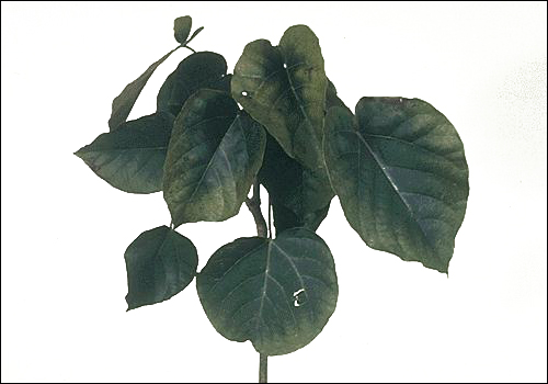 Potassium Deficiency in Tung-oil Tree (Aleurites fordii)