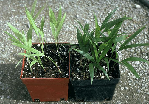 Nitrogen Deficiency in Reed Palm (Chamaedorea seifrizii)