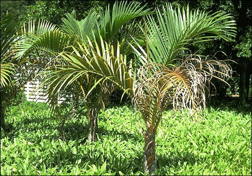 Potassium Deficiency in Spindle Palm (Hyophorbe verschaffeltii)