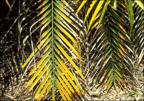 Magnesium Deficiency in Pygmy Date Palm (Phoenix roebelenii)