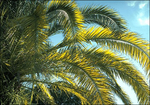 Magnesium Deficiency in Canary Island Date Palm (Phoenix canariensis)