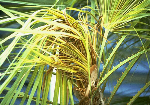 Manganese Deficiency in Paurotis Palm (Acoelorrhaphe wrightii)
