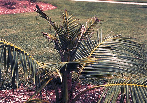 Manganese Deficiency in Coconut Palm (Cocus nucifera)
