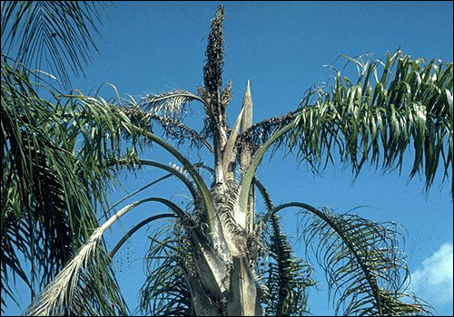 Manganese Deficiency in Queen Palm (Syagrus romanzoffiana)