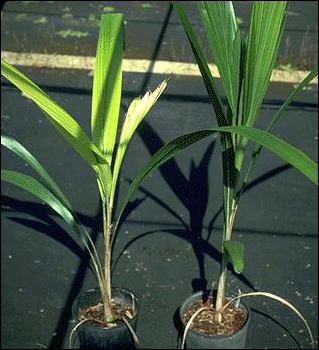 Iron Deficiency in Queen Palm (Syagrus romanzoffiana)