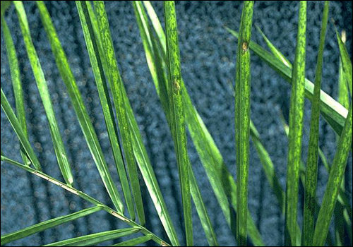 Iron Deficiency in Queen Palm (Syagrus romanzoffiana)