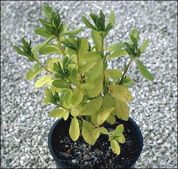 Nitrogen Deficiency in Azalea (Rhododendron sp.)