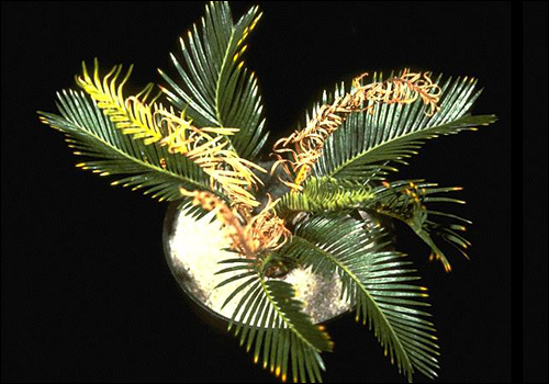 Manganese Deficiency in Sago Palm (Cycas revoluta)