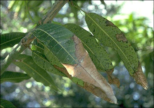 Potassium Deficiency in Mango (Mangifera indica)