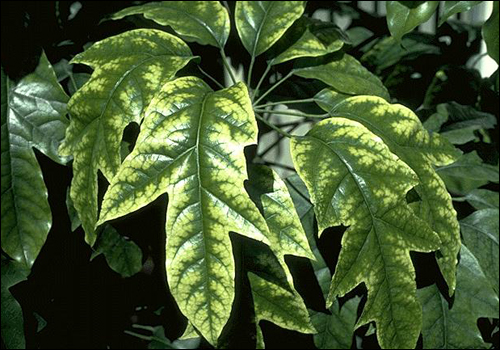 Manganese Deficiency in Schefflera (Schefflera octophylla)