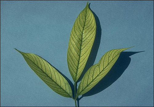 Iron Deficiency in Lancepod (Lonchocarpus sp.)