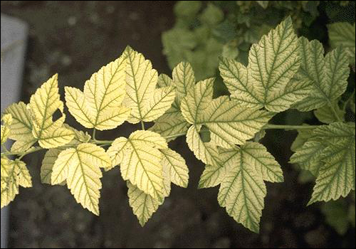 Iron Deficiency in Amur Maple (Acer ginnala)
