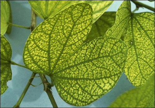 Iron Deficiency in Yellow Bauhinia (Bauhinia tomentosa)