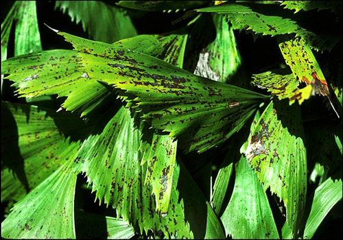 Potassium Deficiency in Fishtail Palm (Caryota mitis)