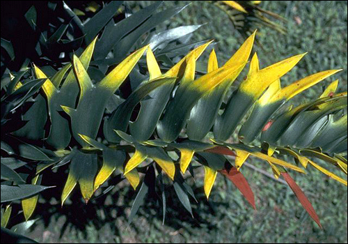 Magnesium Deficiency in Encephalartos (Encephalartos arenarius)