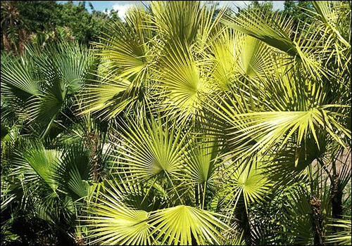 Iron Deficiency in Paurotis Palm (Acoelorrhaphe wrightii)