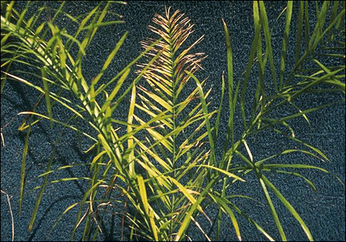 Sulfur Deficiency in Queen Palm (Syagrus romanzoffiana)