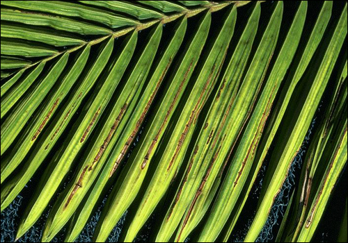 Manganese Deficiency in Alexander Palm (Archontophoenix alexandrae)