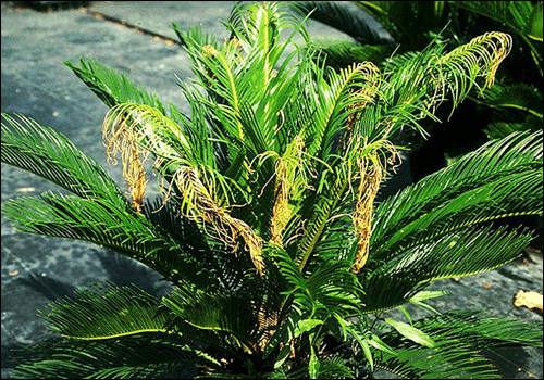 Manganese Deficiency in Sago Palm (Cycas revoluta)