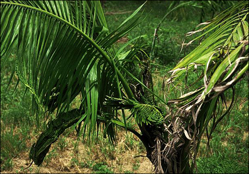Boron Deficiency in Sagisi Palm (Heterospathe elata)