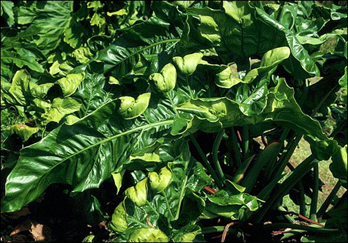 Boron Deficiency in Philodendron (Philodendron sp.)