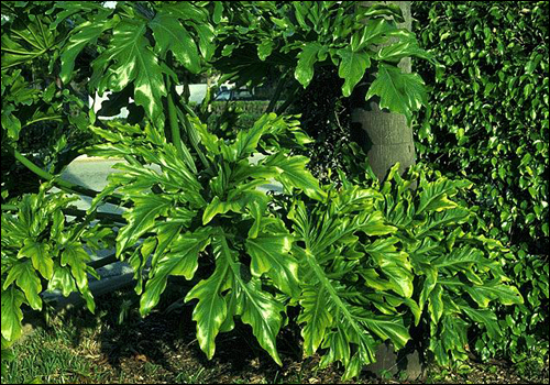 Magnesium Deficiency in Philodendron (Philodendron sp.)