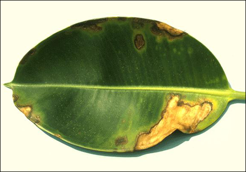 Potassium Deficiency in Rubber Plant (Ficus elastica)