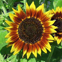 Ring of Fire sunflower blossom